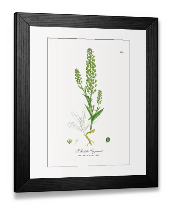 Framed Print : Beautifully Restored, Antique Engraved and Hand-Colored Victorian Botanical Illustration, 1863 Framed Print : Beautifully Restored, Antique Engraved and Hand-Colored Victorian Botanical Illustration, 1863