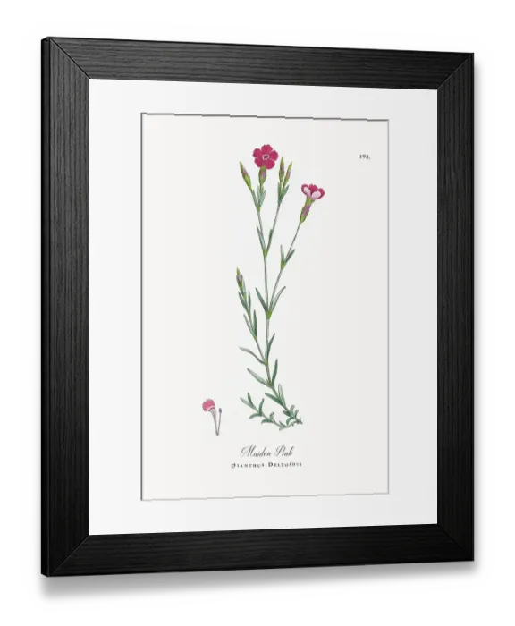 Framed Print : Beautifully Restored, Antique Engraved and Hand-Colored Victorian Botanical Illustration, 1863 Framed Print : Beautifully Restored, Antique Engraved and Hand-Colored Victorian Botanical Illustration, 1863