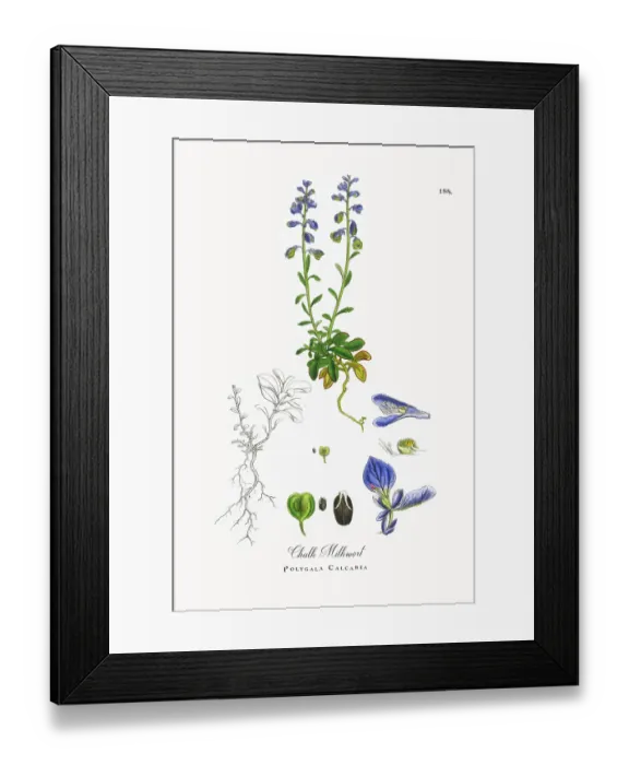Framed Print : Beautifully Restored, Antique Engraved and Hand-Colored Victorian Botanical Illustration, 1863 Framed Print : Beautifully Restored, Antique Engraved and Hand-Colored Victorian Botanical Illustration, 1863