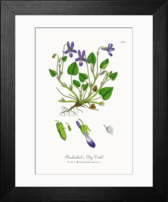 Framed Print : Beautifully Restored, Antique Engraved and Hand-Colored Victorian Botanical Illustration, 1863 Framed Print : Beautifully Restored, Antique Engraved and Hand-Colored Victorian Botanical Illustration, 1863