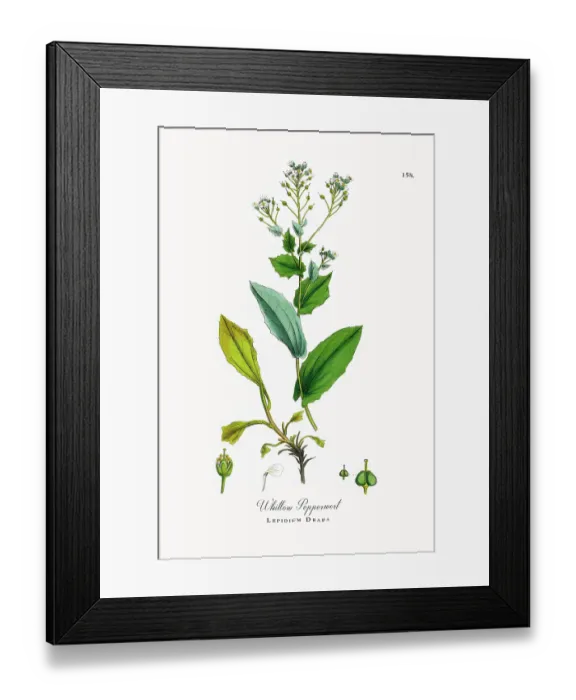 Framed Print : Beautifully Restored, Antique Engraved and Hand-Colored Victorian Botanical Illustration, 1863 Framed Print : Beautifully Restored, Antique Engraved and Hand-Colored Victorian Botanical Illustration, 1863