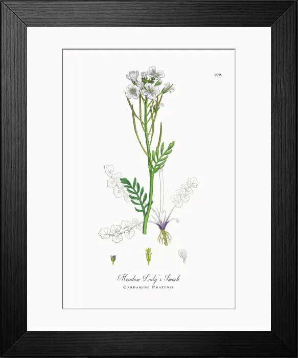 Framed Print : Beautifully Restored, Antique Engraved and Hand-Colored Victorian Botanical Illustration, 1863 Framed Print : Beautifully Restored, Antique Engraved and Hand-Colored Victorian Botanical Illustration, 1863