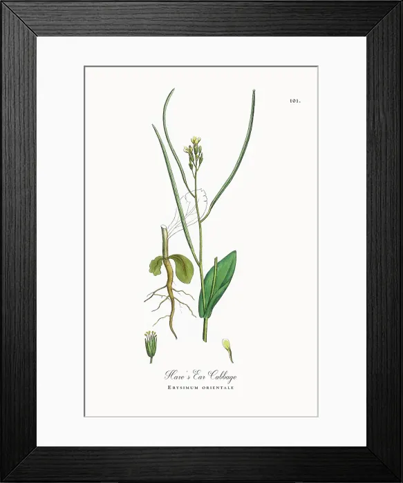 Framed Print : Beautifully Restored, Antique Engraved and Hand-Colored Victorian Botanical Illustration, 1863 Framed Print : Beautifully Restored, Antique Engraved and Hand-Colored Victorian Botanical Illustration, 1863