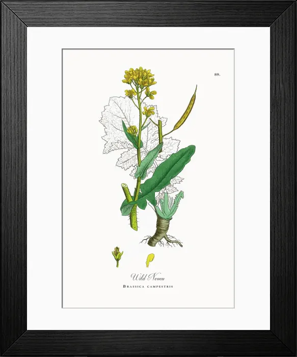 Framed Print : Beautifully Restored, Antique Engraved and Hand-Colored Victorian Botanical Illustration, 1863 Framed Print : Beautifully Restored, Antique Engraved and Hand-Colored Victorian Botanical Illustration, 1863