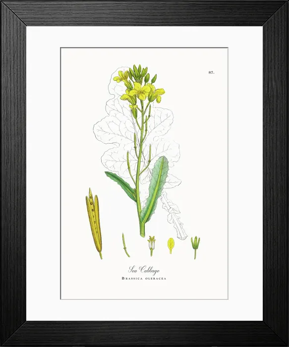 Framed Print : Beautifully Restored, Antique Engraved and Hand-Colored Victorian Botanical Illustration, 1863