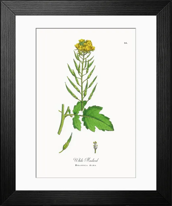 Framed Print : Beautifully Restored, Antique Engraved and Hand-Colored Victorian Botanical Illustration, 1863 Framed Print : Beautifully Restored, Antique Engraved and Hand-Colored Victorian Botanical Illustration, 1863