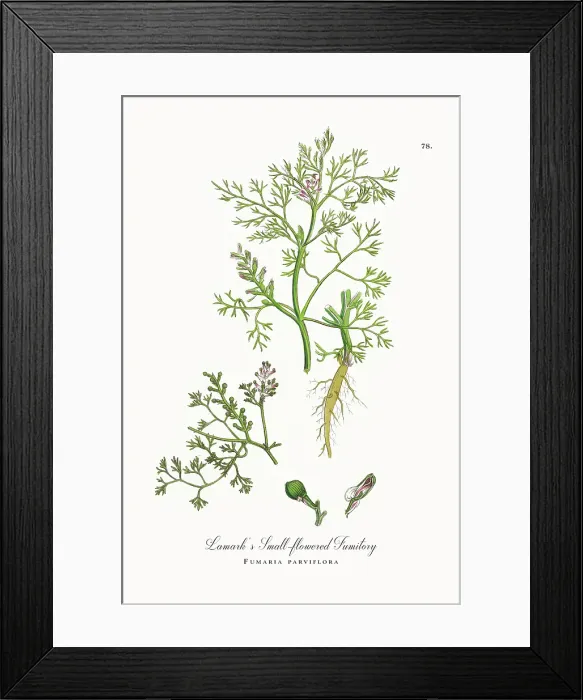 Framed Print : Beautifully Restored, Antique Engraved and Hand-Colored Victorian Botanical Illustration, 1863 Framed Print : Beautifully Restored, Antique Engraved and Hand-Colored Victorian Botanical Illustration, 1863