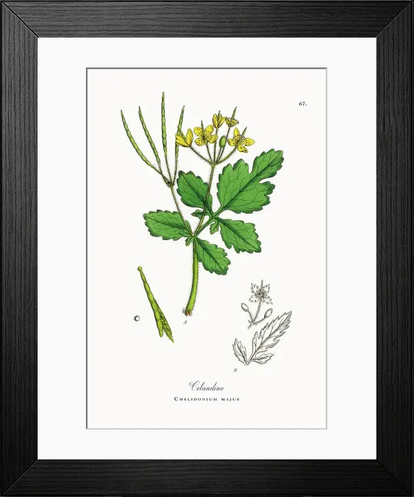 Framed Print : Beautifully Restored, Antique Engraved and Hand-Colored Victorian Botanical Illustration, 1863 Framed Print : Beautifully Restored, Antique Engraved and Hand-Colored Victorian Botanical Illustration, 1863