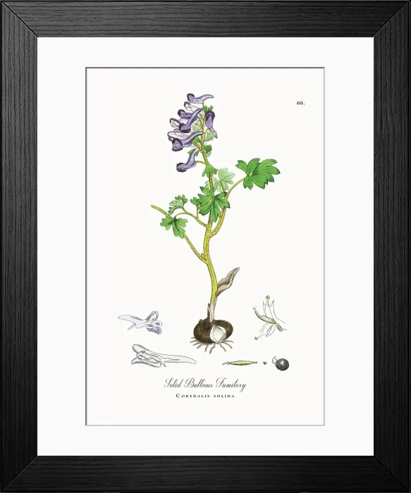 Framed Print : Beautifully Restored, Antique Engraved and Hand-Colored Victorian Botanical Illustration, 1863 Framed Print : Beautifully Restored, Antique Engraved and Hand-Colored Victorian Botanical Illustration, 1863