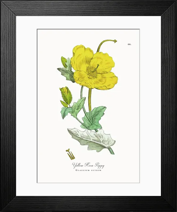 Framed Print : Beautifully Restored, Antique Engraved and Hand-Colored Victorian Botanical Illustration, 1863 Framed Print : Beautifully Restored, Antique Engraved and Hand-Colored Victorian Botanical Illustration, 1863