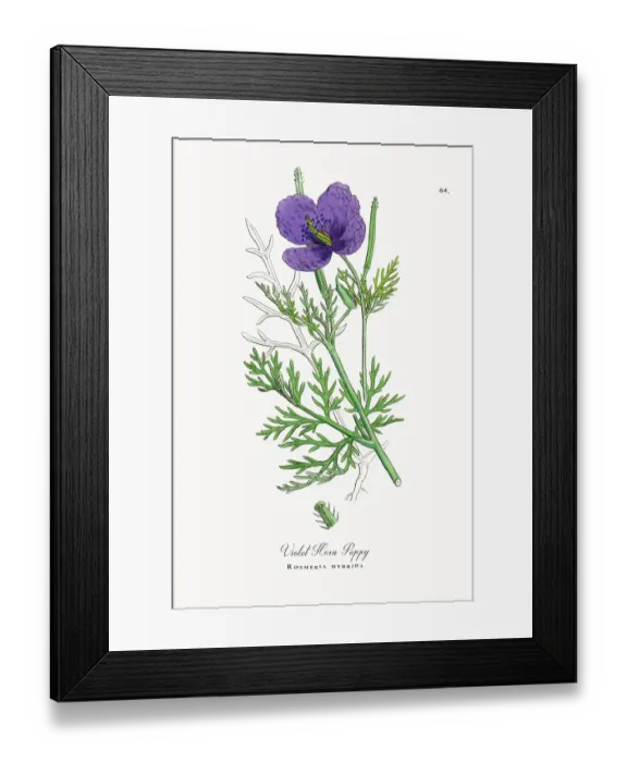 Framed Print : Beautifully Restored, Antique Engraved and Hand-Colored Victorian Botanical Illustration, 1863 Framed Print : Beautifully Restored, Antique Engraved and Hand-Colored Victorian Botanical Illustration, 1863