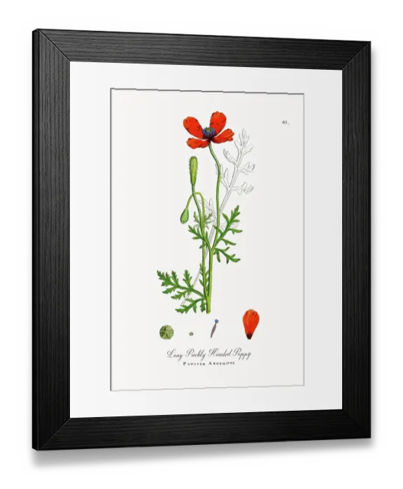 Framed Print : Beautifully Restored, Antique Engraved and Hand-Colored Victorian Botanical Illustration, 1863 Framed Print : Beautifully Restored, Antique Engraved and Hand-Colored Victorian Botanical Illustration, 1863