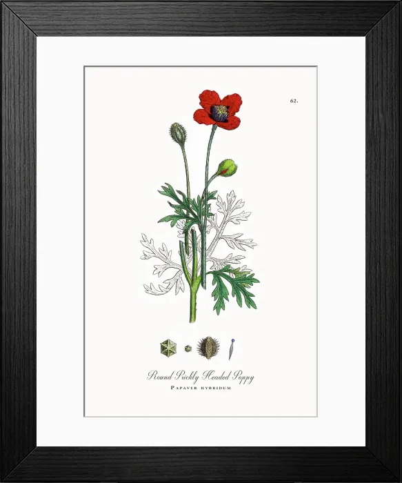 Framed Print : Beautifully Restored, Antique Engraved and Hand-Colored Victorian Botanical Illustration, 1863