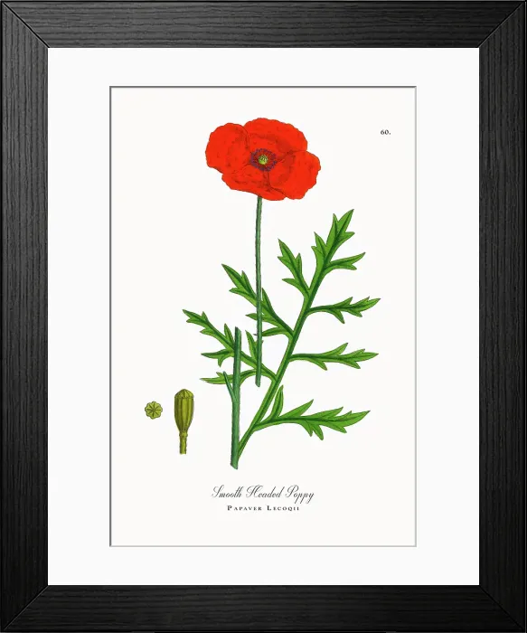 Framed Print : Beautifully Restored, Antique Engraved and Hand-Colored Victorian Botanical Illustration, 1863 Framed Print : Beautifully Restored, Antique Engraved and Hand-Colored Victorian Botanical Illustration, 1863