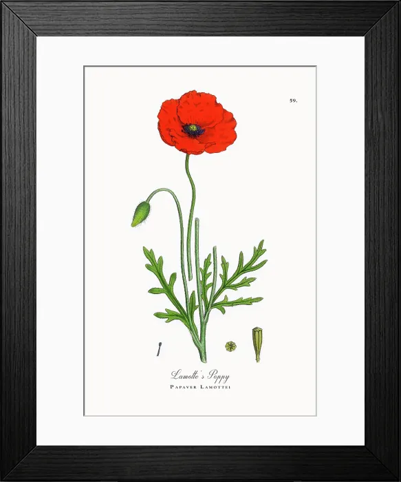 Framed Print : Beautifully Restored, Antique Engraved and Hand-Colored Victorian Botanical Illustration, 1863 Framed Print : Beautifully Restored, Antique Engraved and Hand-Colored Victorian Botanical Illustration, 1863