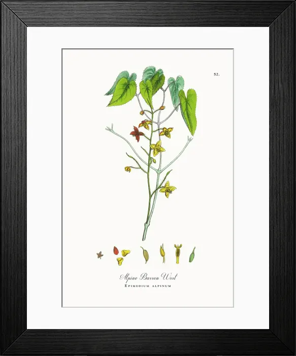 Framed Print : Beautifully Restored, Antique Engraved and Hand-Colored Victorian Botanical Illustration, 1863 Framed Print : Beautifully Restored, Antique Engraved and Hand-Colored Victorian Botanical Illustration, 1863
