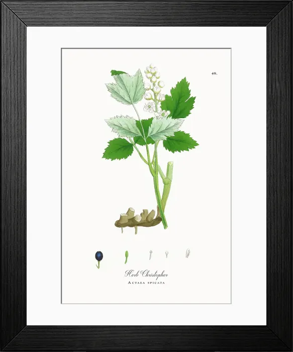 Framed Print : Beautifully Restored, Antique Engraved and Hand-Colored Victorian Botanical Illustration, 1863 Framed Print : Beautifully Restored, Antique Engraved and Hand-Colored Victorian Botanical Illustration, 1863