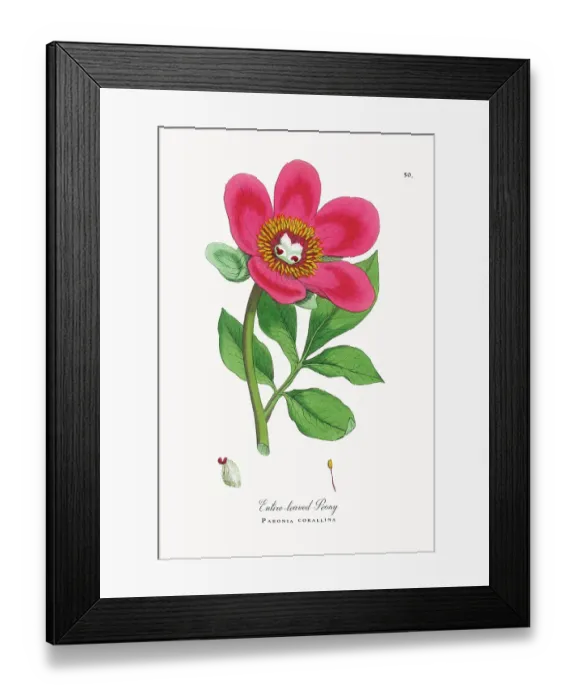 Framed Print : Beautifully Restored, Antique Engraved and Hand-Colored Victorian Botanical Illustration, 1863 Framed Print : Beautifully Restored, Antique Engraved and Hand-Colored Victorian Botanical Illustration, 1863