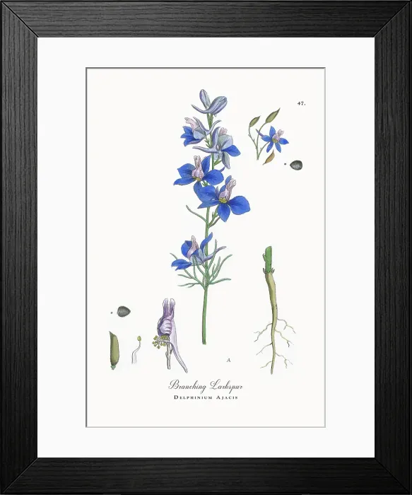 Framed Print : Beautifully Restored, Antique Engraved and Hand-Colored Victorian Botanical Illustration, 1863 Framed Print : Beautifully Restored, Antique Engraved and Hand-Colored Victorian Botanical Illustration, 1863