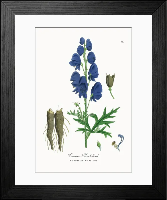 Framed Print : Beautifully Restored, Antique Engraved and Hand-Colored Victorian Botanical Illustration, 1863 Framed Print : Beautifully Restored, Antique Engraved and Hand-Colored Victorian Botanical Illustration, 1863