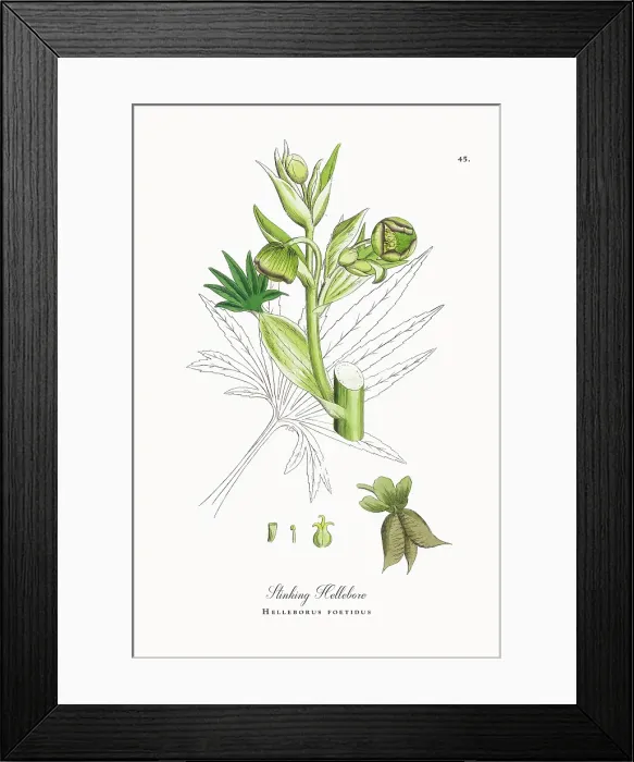 Framed Print : Beautifully Restored, Antique Engraved and Hand-Colored Victorian Botanical Illustration, 1863 Framed Print : Beautifully Restored, Antique Engraved and Hand-Colored Victorian Botanical Illustration, 1863
