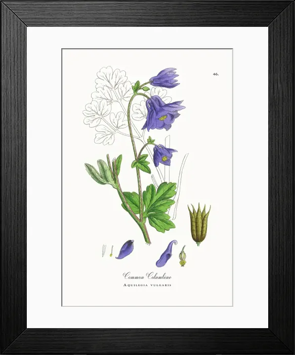 Framed Print : Beautifully Restored, Antique Engraved and Hand-Colored Victorian Botanical Illustration, 1863 Framed Print : Beautifully Restored, Antique Engraved and Hand-Colored Victorian Botanical Illustration, 1863