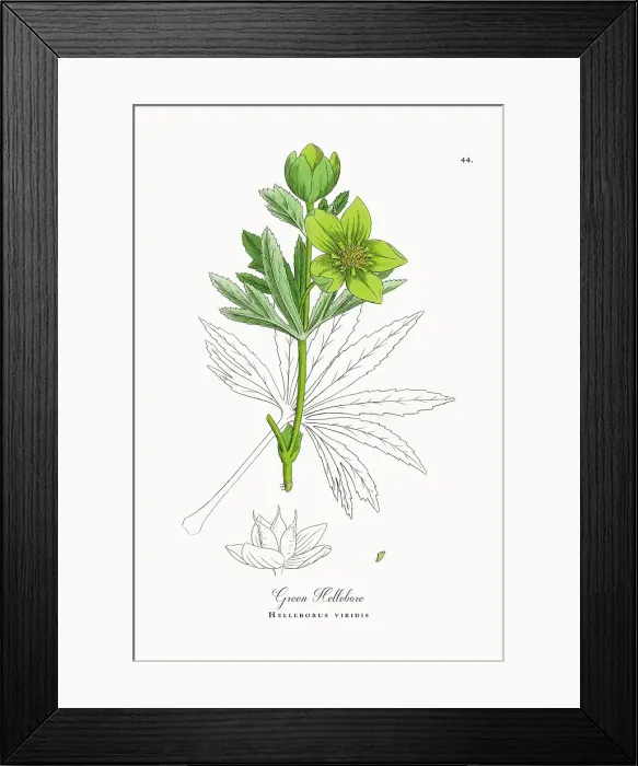 Framed Print : Beautifully Restored, Antique Engraved and Hand-Colored Victorian Botanical Illustration, 1863 Framed Print : Beautifully Restored, Antique Engraved and Hand-Colored Victorian Botanical Illustration, 1863