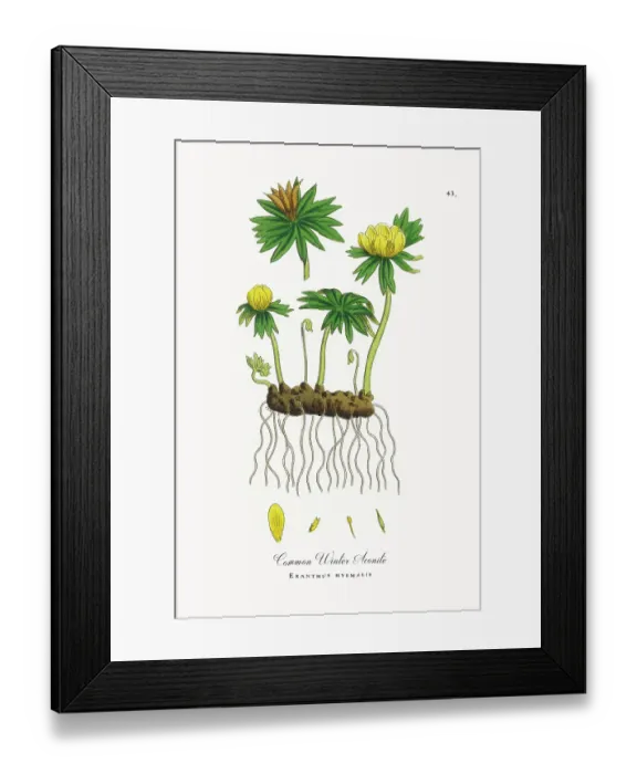 Framed Print : Beautifully Restored, Antique Engraved and Hand-Colored Victorian Botanical Illustration, 1863 Framed Print : Beautifully Restored, Antique Engraved and Hand-Colored Victorian Botanical Illustration, 1863