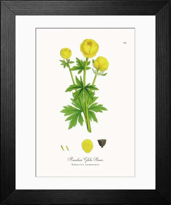 Framed Print : Beautifully Restored, Antique Engraved and Hand-Colored Victorian Botanical Illustration, 1863 Framed Print : Beautifully Restored, Antique Engraved and Hand-Colored Victorian Botanical Illustration, 1863