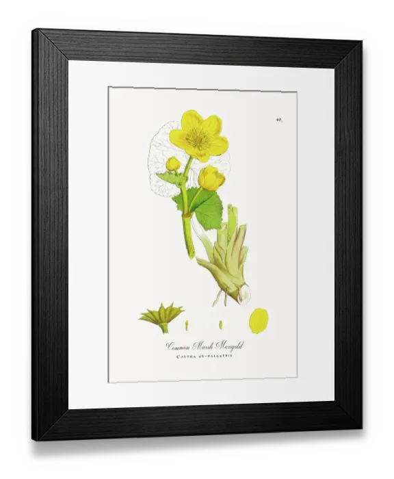 Framed Print : Beautifully Restored, Antique Engraved and Hand-Colored Victorian Botanical Illustration, 1863 Framed Print : Beautifully Restored, Antique Engraved and Hand-Colored Victorian Botanical Illustration, 1863