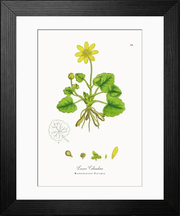 Framed Print : Beautifully Restored, Antique Engraved and Hand-Colored Victorian Botanical Illustration, 1863 Framed Print : Beautifully Restored, Antique Engraved and Hand-Colored Victorian Botanical Illustration, 1863