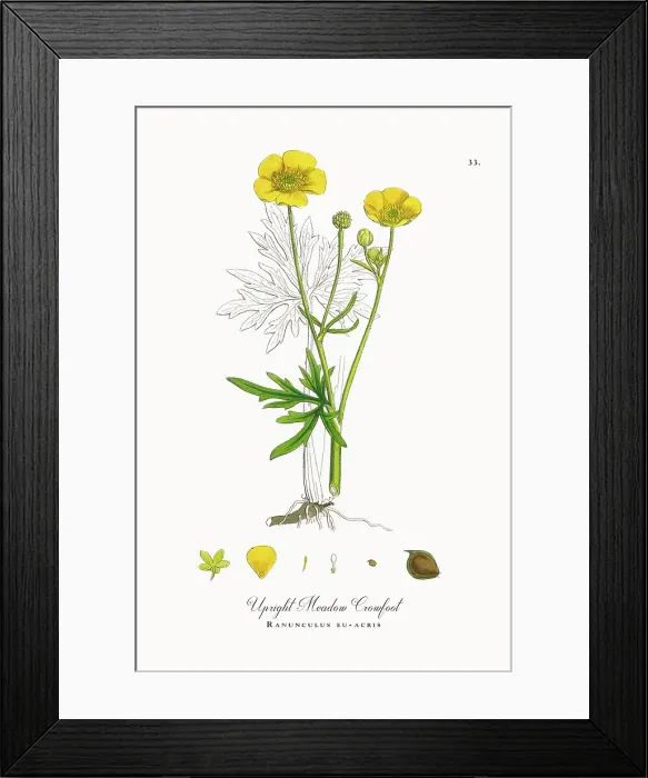 Framed Print : Beautifully Restored, Antique Engraved and Hand-Colored Victorian Botanical Illustration, 1863 Framed Print : Beautifully Restored, Antique Engraved and Hand-Colored Victorian Botanical Illustration, 1863
