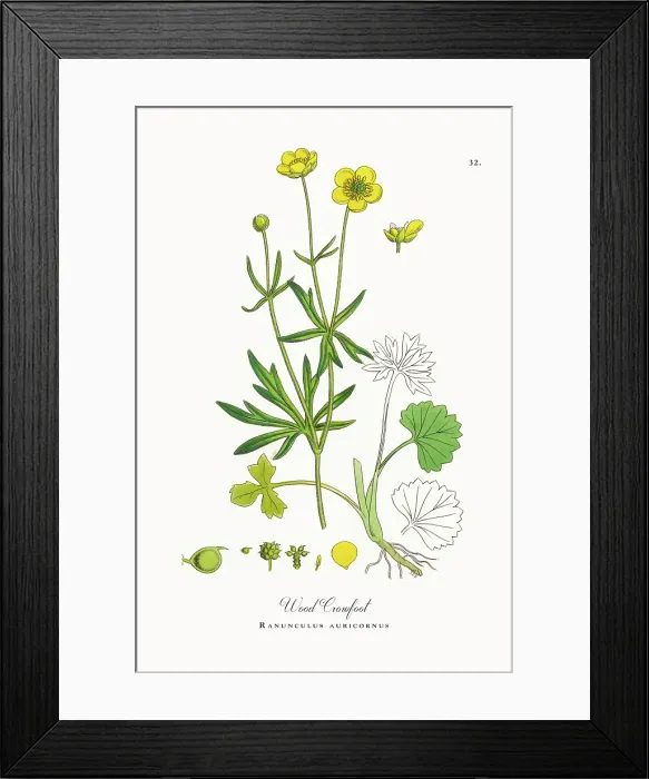 Framed Print : Beautifully Restored, Antique Engraved and Hand-Colored Victorian Botanical Illustration, 1863 Framed Print : Beautifully Restored, Antique Engraved and Hand-Colored Victorian Botanical Illustration, 1863