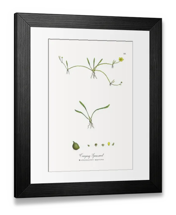 Framed Print : Beautifully Restored, Antique Engraved and Hand-Colored Victorian Botanical Illustration, 1863 Framed Print : Beautifully Restored, Antique Engraved and Hand-Colored Victorian Botanical Illustration, 1863