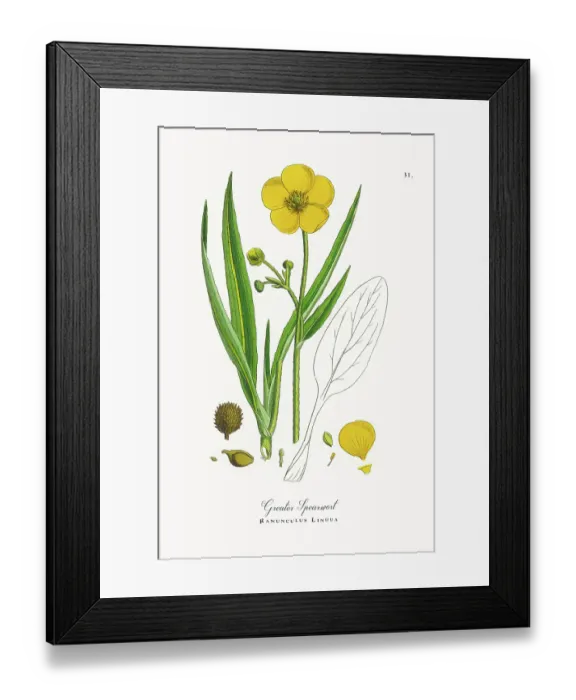 Framed Print : Beautifully Restored, Antique Engraved and Hand-Colored Victorian Botanical Illustration, 1863 Framed Print : Beautifully Restored, Antique Engraved and Hand-Colored Victorian Botanical Illustration, 1863