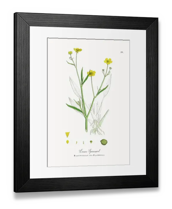 Framed Print : Beautifully Restored, Antique Engraved and Hand-Colored Victorian Botanical Illustration, 1863 Framed Print : Beautifully Restored, Antique Engraved and Hand-Colored Victorian Botanical Illustration, 1863