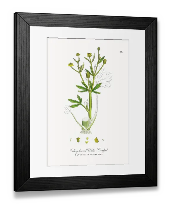 Framed Print : Beautifully Restored, Antique Engraved and Hand-Colored Victorian Botanical Illustration, 1863 Framed Print : Beautifully Restored, Antique Engraved and Hand-Colored Victorian Botanical Illustration, 1863