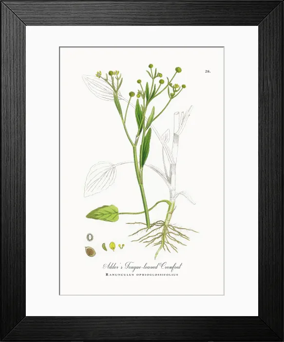 Framed Print : Beautifully Restored, Antique Engraved and Hand-Colored Victorian Botanical Illustration, 1863 Framed Print : Beautifully Restored, Antique Engraved and Hand-Colored Victorian Botanical Illustration, 1863