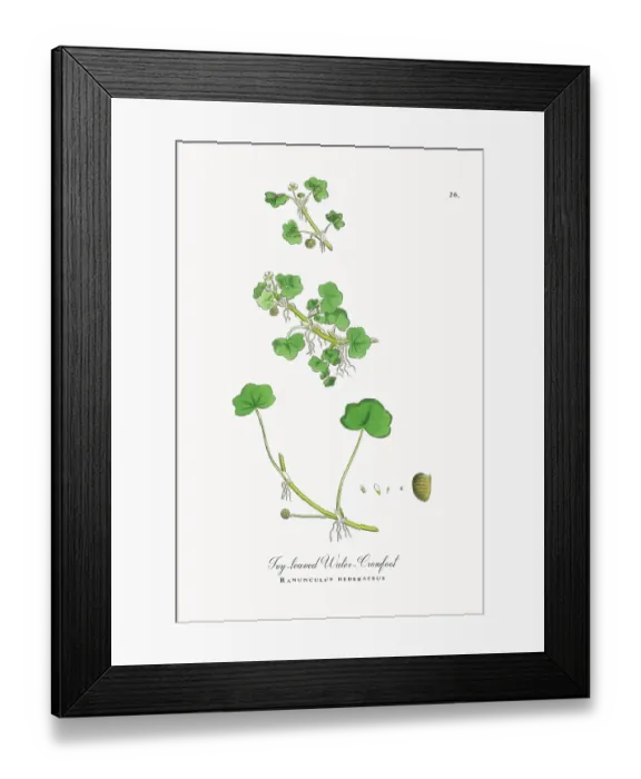 Framed Print : Beautifully Restored, Antique Engraved and Hand-Colored Victorian Botanical Illustration, 1863 Framed Print : Beautifully Restored, Antique Engraved and Hand-Colored Victorian Botanical Illustration, 1863