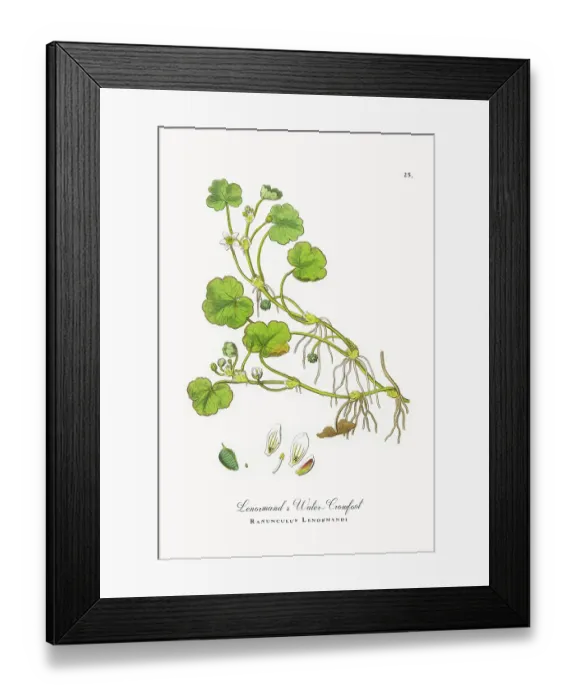 Framed Print : Beautifully Restored, Antique Engraved and Hand-Colored Victorian Botanical Illustration, 1863 Framed Print : Beautifully Restored, Antique Engraved and Hand-Colored Victorian Botanical Illustration, 1863