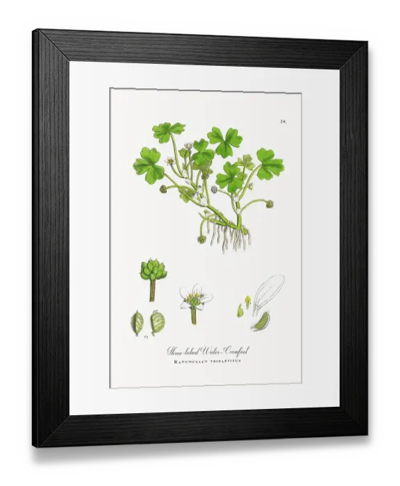 Framed Print : Beautifully Restored, Antique Engraved and Hand-Colored Victorian Botanical Illustration, 1863