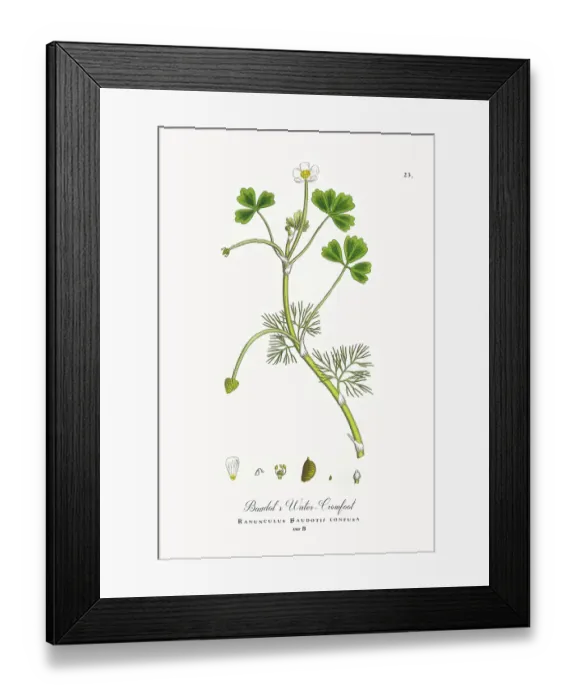 Framed Print : Beautifully Restored, Antique Engraved and Hand-Colored Victorian Botanical Illustration, 1863 Framed Print : Beautifully Restored, Antique Engraved and Hand-Colored Victorian Botanical Illustration, 1863
