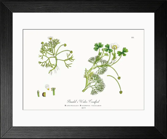 Framed Print : Beautifully Restored, Antique Engraved and Hand-Colored Victorian Botanical Illustration, 1863 Framed Print : Beautifully Restored, Antique Engraved and Hand-Colored Victorian Botanical Illustration, 1863