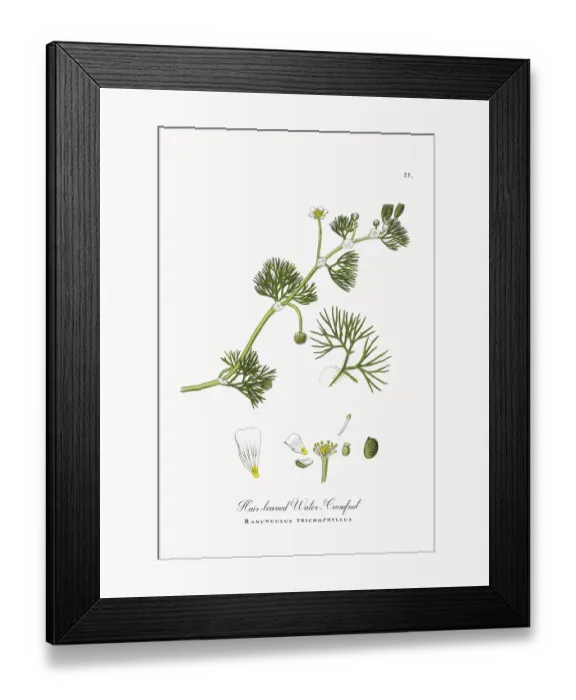 Framed Print : Beautifully Restored, Antique Engraved and Hand-Colored Victorian Botanical Illustration, 1863 Framed Print : Beautifully Restored, Antique Engraved and Hand-Colored Victorian Botanical Illustration, 1863