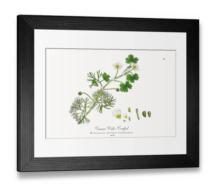 Framed Print : Beautifully Restored, Antique Engraved and Hand-Colored Victorian Botanical Illustration, 1863 Framed Print : Beautifully Restored, Antique Engraved and Hand-Colored Victorian Botanical Illustration, 1863