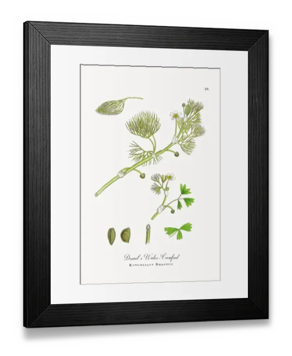 Framed Print : Beautifully Restored, Antique Engraved and Hand-Colored Victorian Botanical Illustration, 1863 Framed Print : Beautifully Restored, Antique Engraved and Hand-Colored Victorian Botanical Illustration, 1863