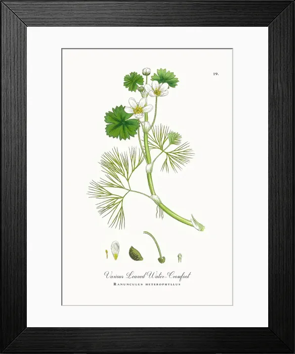 Framed Print : Beautifully Restored, Antique Engraved and Hand-Colored Victorian Botanical Illustration, 1863 Framed Print : Beautifully Restored, Antique Engraved and Hand-Colored Victorian Botanical Illustration, 1863
