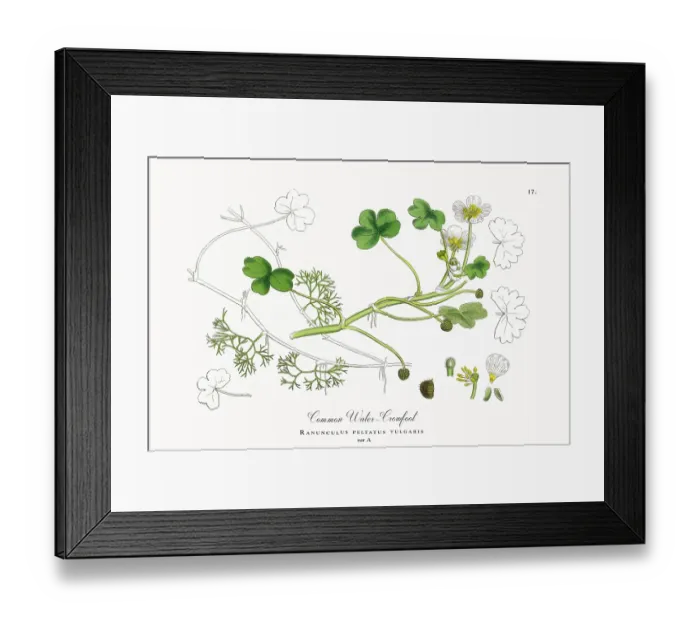 Framed Print : Beautifully Restored, Antique Engraved and Hand-Colored Victorian Botanical Illustration, 1863 Framed Print : Beautifully Restored, Antique Engraved and Hand-Colored Victorian Botanical Illustration, 1863