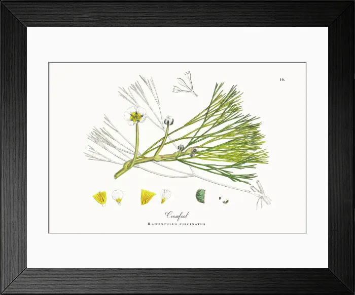 Framed Print : Beautifully Restored, Antique Engraved and Hand-Colored Victorian Botanical Illustration, 1863 Framed Print : Beautifully Restored, Antique Engraved and Hand-Colored Victorian Botanical Illustration, 1863