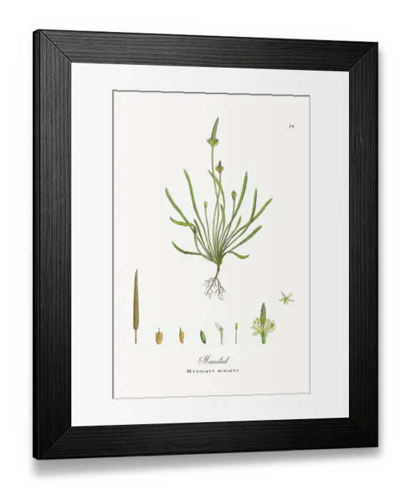 Framed Print : Beautifully Restored, Antique Engraved and Hand-Colored Victorian Botanical Illustration, 1863 Framed Print : Beautifully Restored, Antique Engraved and Hand-Colored Victorian Botanical Illustration, 1863
